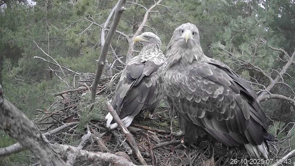 Ульяновский орнитолог установил онлайн камеру в гнезде орланов-белохвостов | ФОТО: личная страница в ВК Михаила Корепова