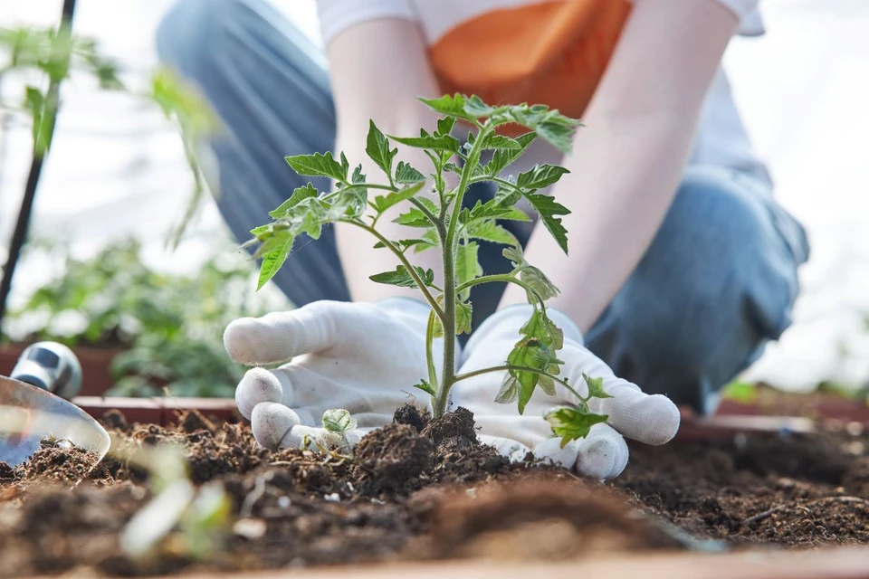 Студенты задействованы в разных сферах - от сельского хозяйства до строительства