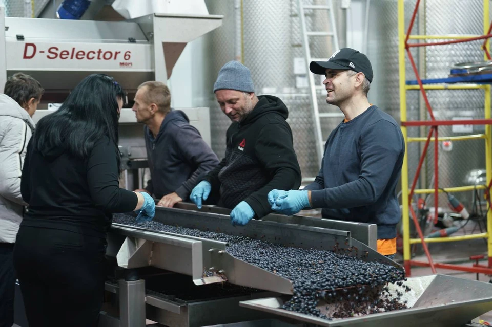 За 12 лет в сферу севастопольского виноградарства вложили свыше 3 миллиардов государственных рублей. Фото: телеграм-канал Михаила Развожаева