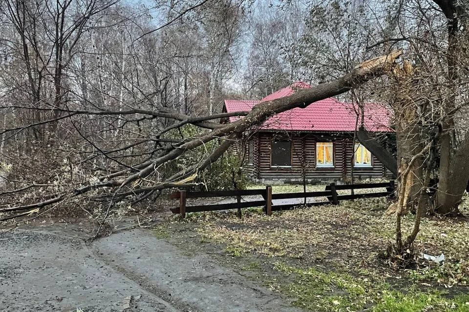 Ветер валит деревья. Фото: Предоставлено читательницей