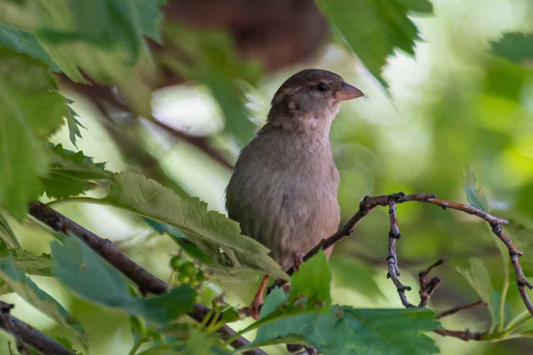 Башкирский заповедник: вековые лиственницы, маралы и орхидеи