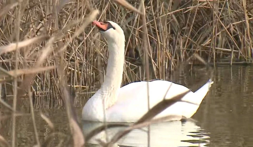 Фото: пресс-служба Управления по охране животного мира Омской области