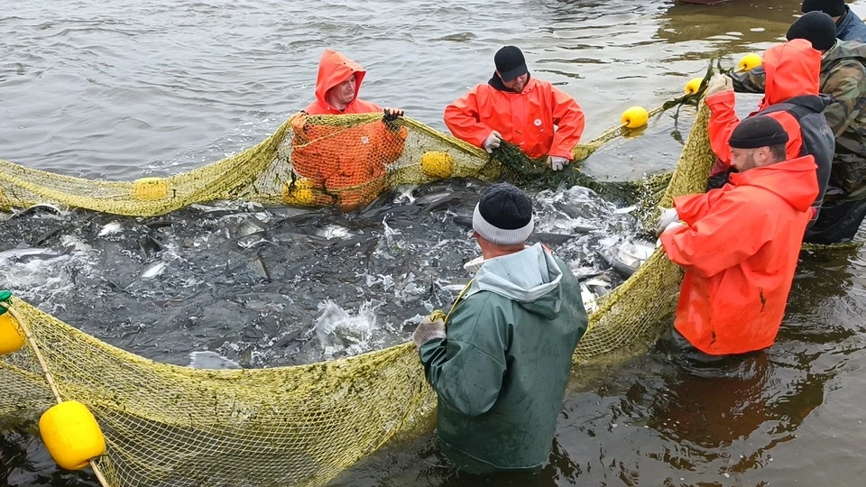 Из-за осолонения в Азовском море все появляется черноморских обитателей.