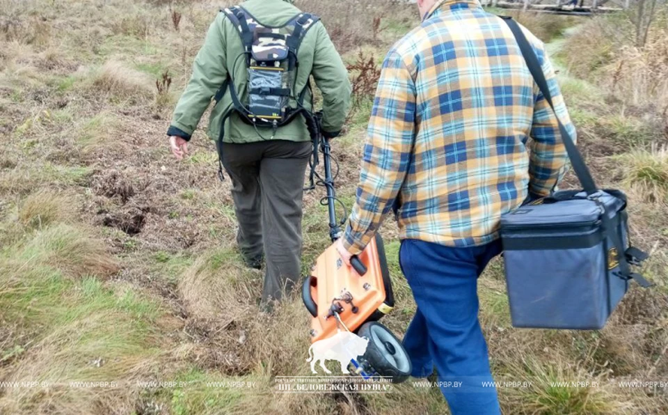 Специалисты обследовали территорию Беловежской пущи на наличие подземных аномалий. Фото: npbp.by
