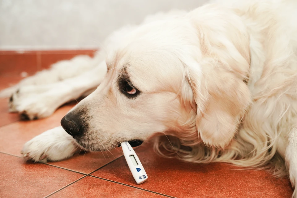 14102 случая заболевания ОРВИ зарегистрировано в Иркутской области за неделю.