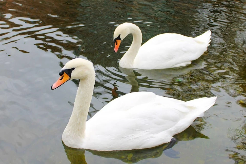 Московский зоопарк принял на зимовку двух лебедей-шипунов из «Усадьбы Трубецких» Фото: пресс-служба управы района Хамовники