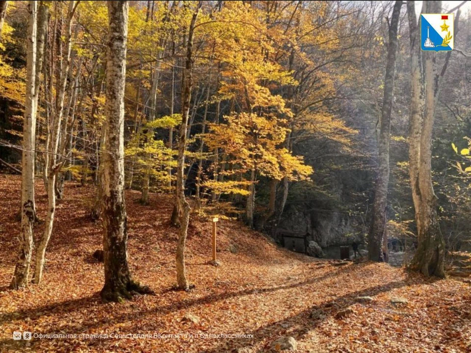 Время насладиться осенней прогулкой по лесам Севастополя. Фото: t.me/sevastopolofficial