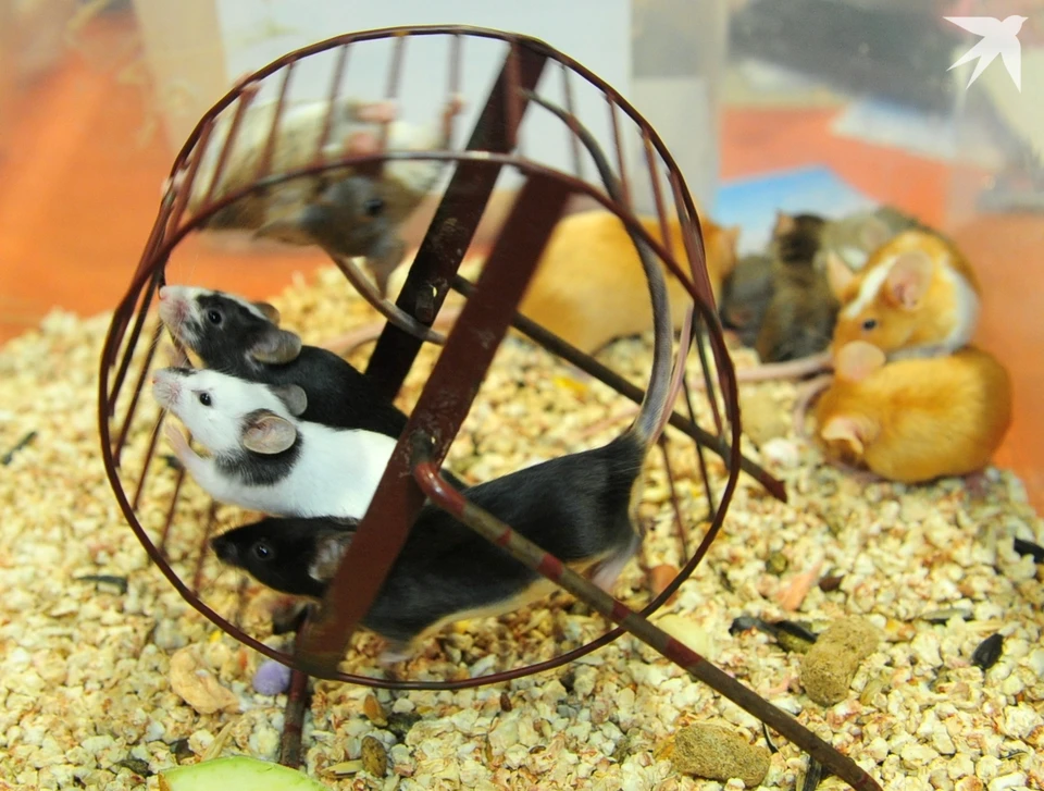 Волонтеры говорят, что на отлов крыс в сарае ушло около 3 часов