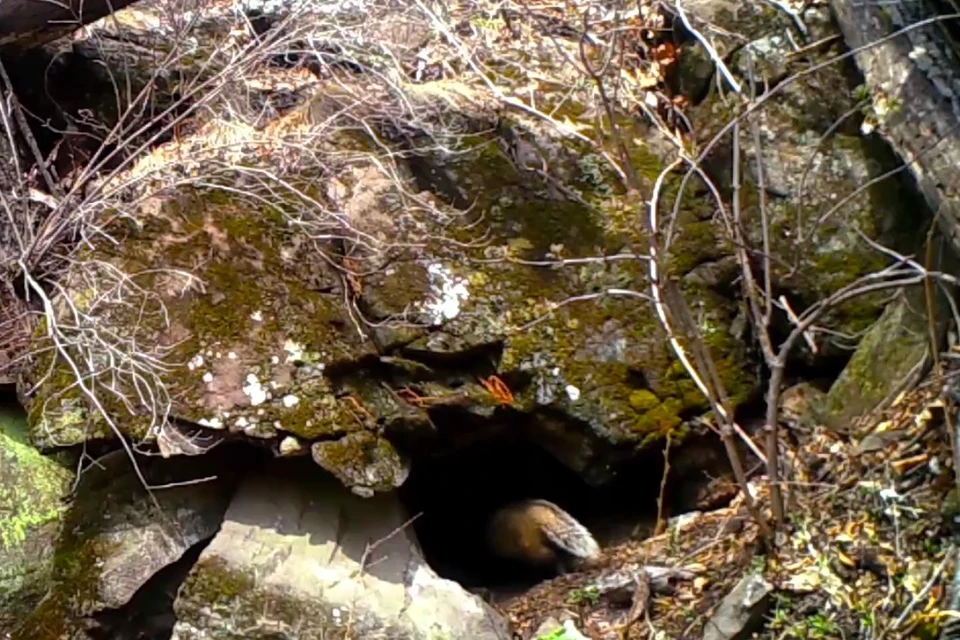 Сначала барсук просто шел по своим делам, но один короткий взгляд в подземелье решил все. Фото: скриншот видео «Земли леопарда»
