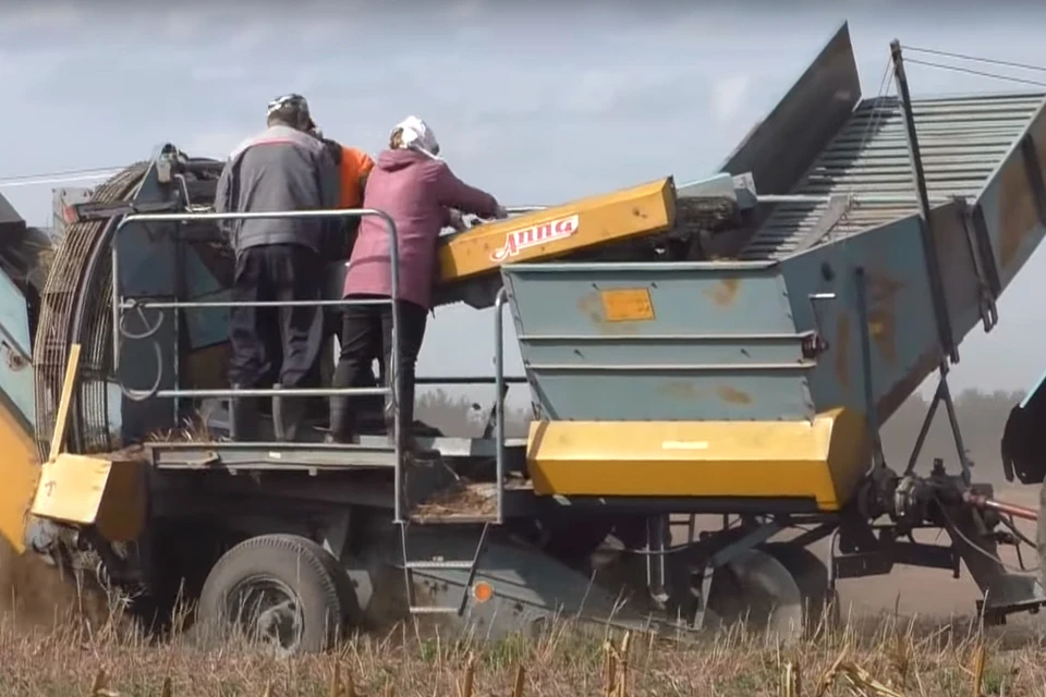 В Ульяновской области с полей собрали почти 30000 тонн картофеля