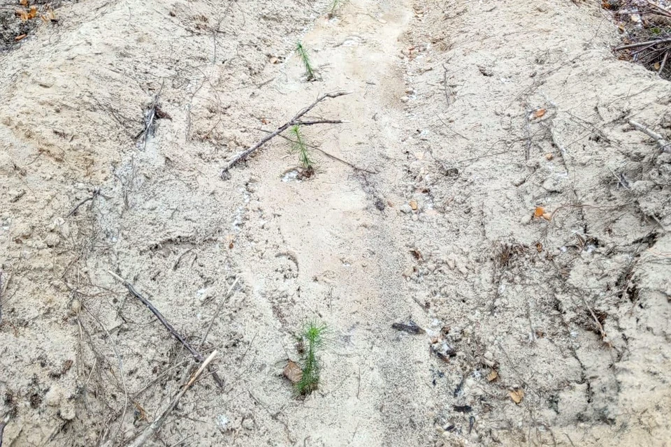 Плотность посадки составила 2000 сеянцев на гектар. Фото: группа «ВИС»