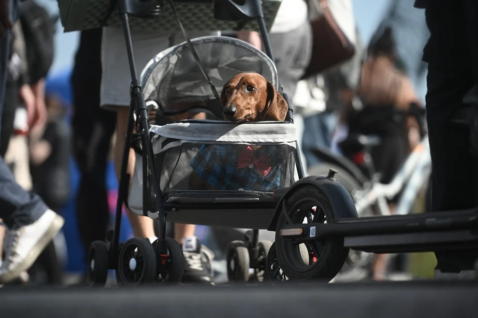 Содержание домашних животных - большая ответственность