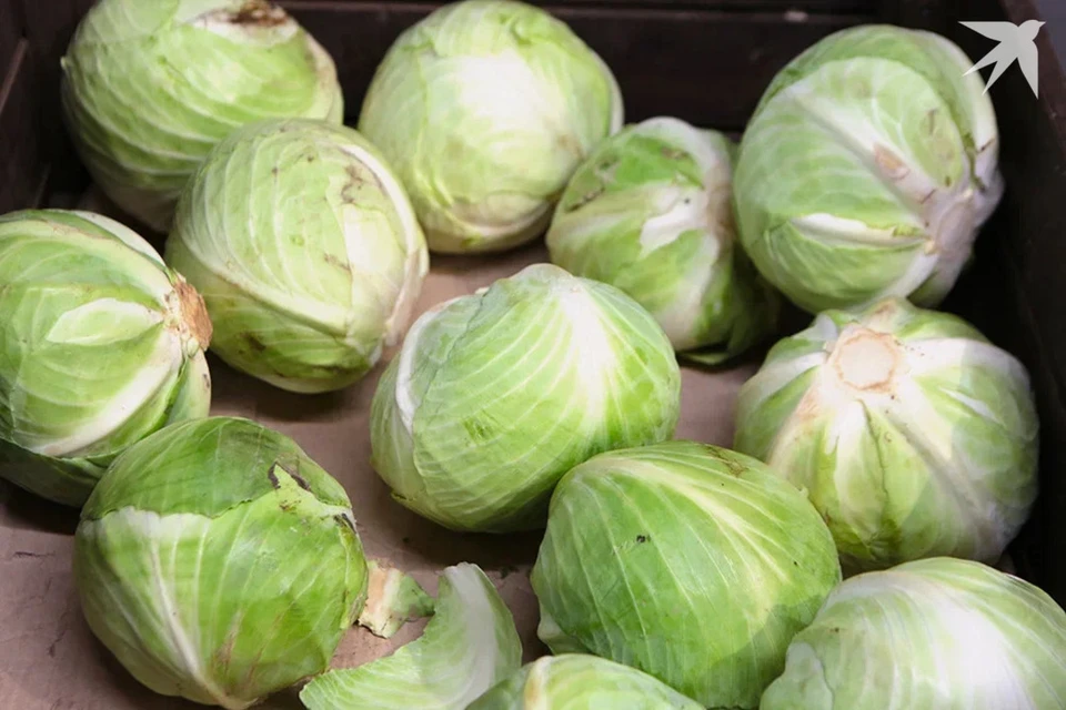 Житель Гродно приехал на дачу собирать урожай капусты, но пошел в милицию. Снимок носит иллюстративный характер.