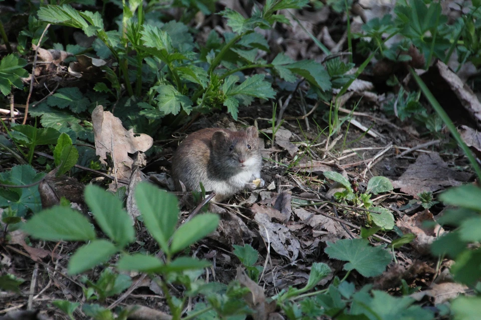 Фото: архив "КП".