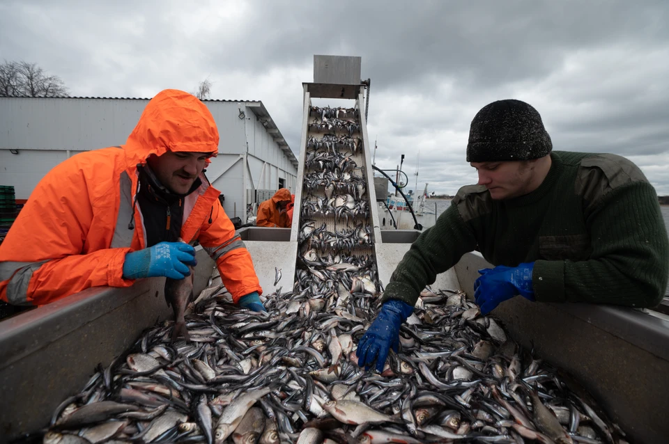 Росрыболовство предупредила Фареры о последствиях ограничений для рыбаков из РФ