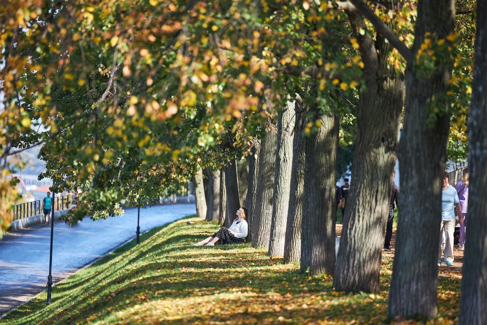 В Ульяновске насчитали 34 168 деревьев и кустарников