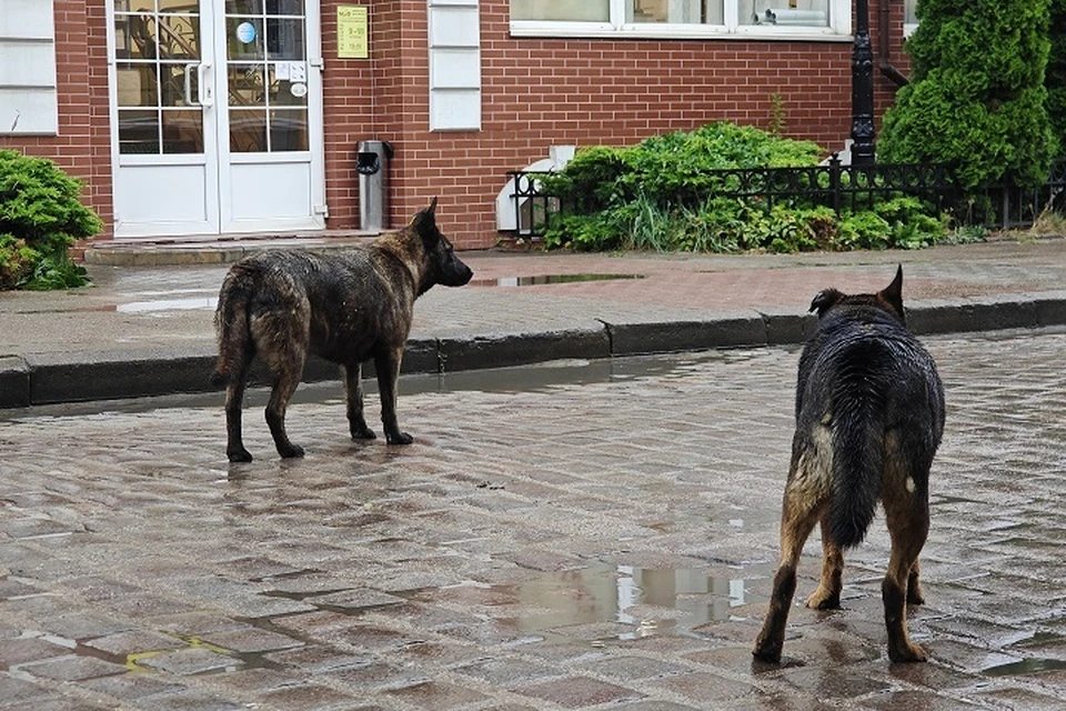 Две собаки мертвы, еще одну спасают ветеринары.