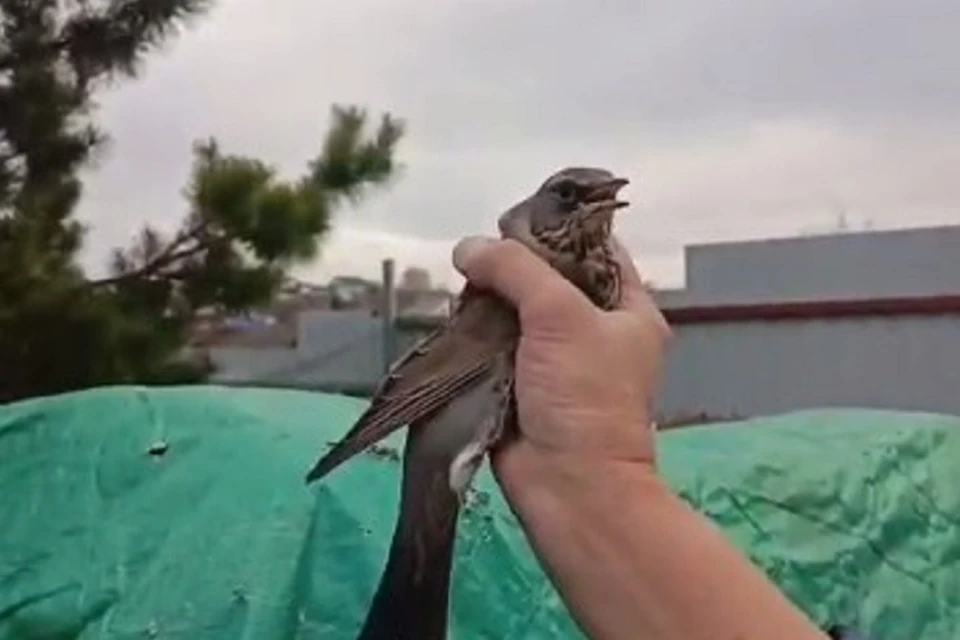 Свердловский центр перестал принимать животных и птиц на лечение. Фото: Центр «Особый питомец»