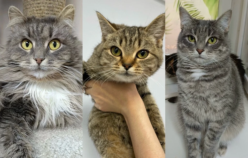Ищем дом животным из Ижевска. Фото: котофонд «Спасем вместе»