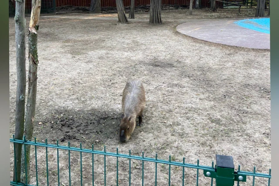 Нижегородский зоопарк «Лимпопо» переходит на зимний режим работы