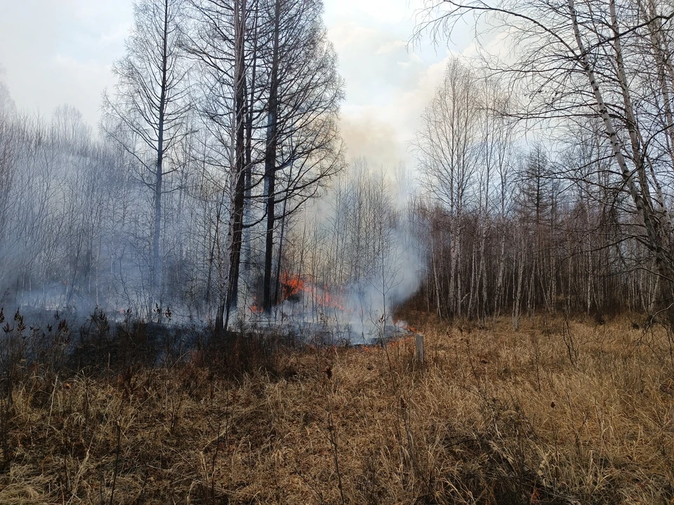 Последний лесной пожар в Кузбассе в 2025 году произошел 30 октября. Фото использовано в иллюстративных целях.