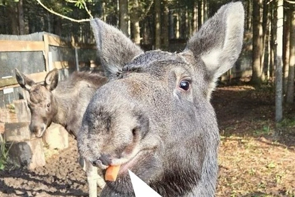 Фото: Центр реабилитации диких животных "У Лукоморья" во ВКонтакте