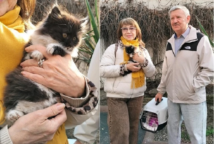 Главный экспонат: приехавшая на выставку в музей Ессентуков художница забрала домой родившегося там котенка