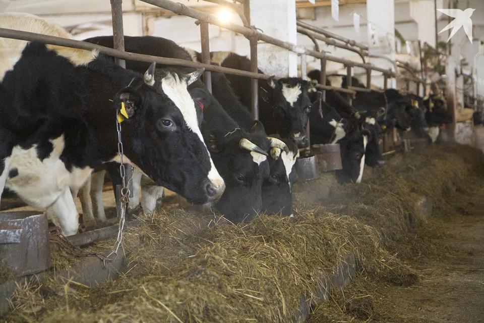 Глава Витебской области Александр Субботин объяснил страшные фотографии с ферм. Фото носит иллюстративный характер. Фото: Архив "КП"