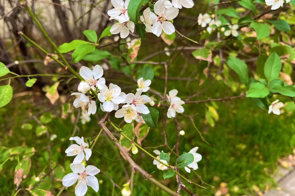 Фото: архив "КП"