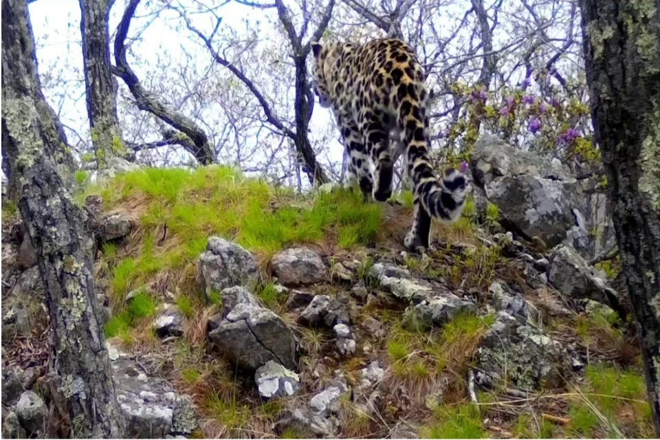 Судьба Leo260M уникальна Фото: КГБУ «Дирекция по охране объектов животного мира и ООПТ»/primoopt.su