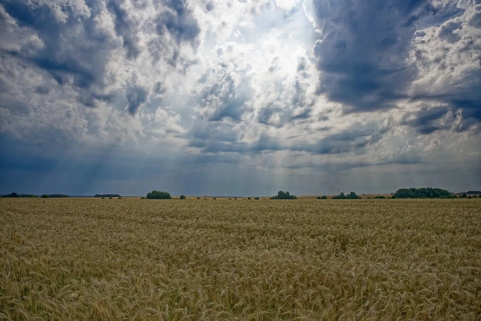 Россельхознадзор: в Крыму и Севастополе хватает пшеницы для хлебопекарных целей