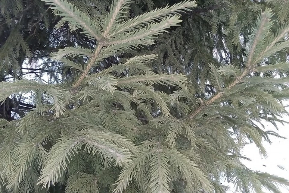 Погода на Ямале с 10 по 16 ноября