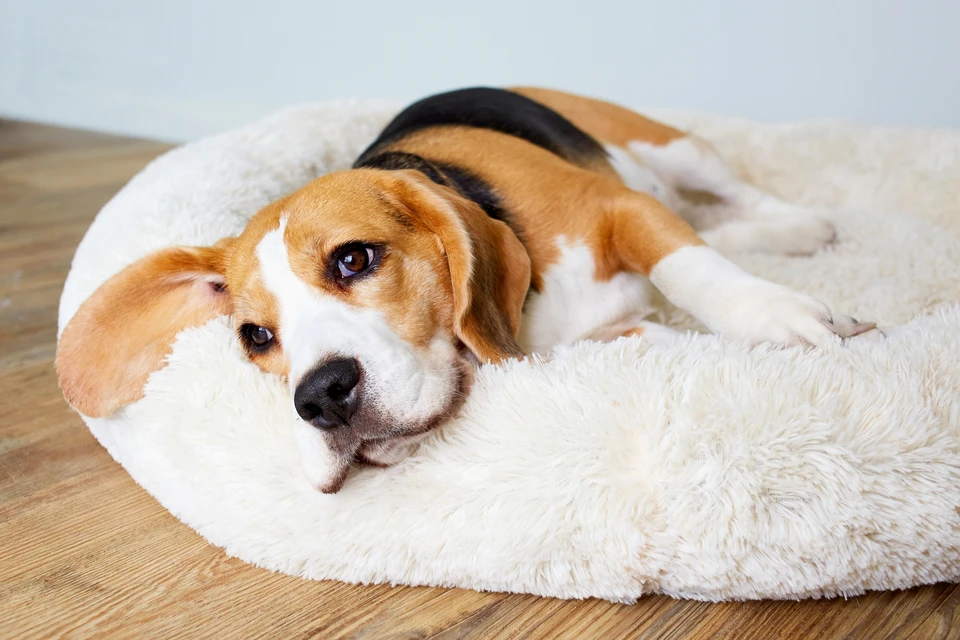 Спецзоны для питомцев, в которых есть лежанки, миски с водой и лакомства, появились в пяти столичных музеях. Фото: Viktorya Telminova/Shutterstock/Fotodom