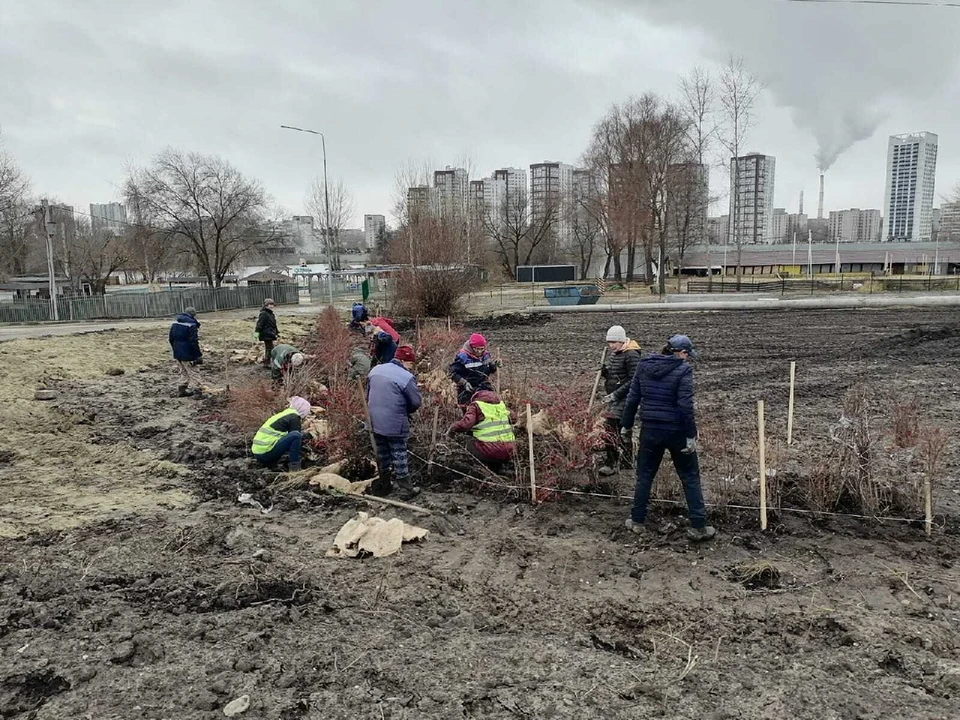 До конца осени в Ульяновске высадят более 2000 деревьев и кустарников. ФОТО: тг-канал Центра по благоустройству и озеленению Ульяновска