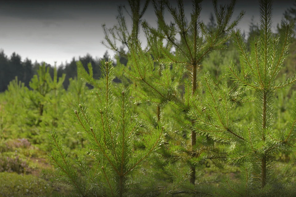 Вот такие саженцы растут в ДНР. Фото: Рослесхоз