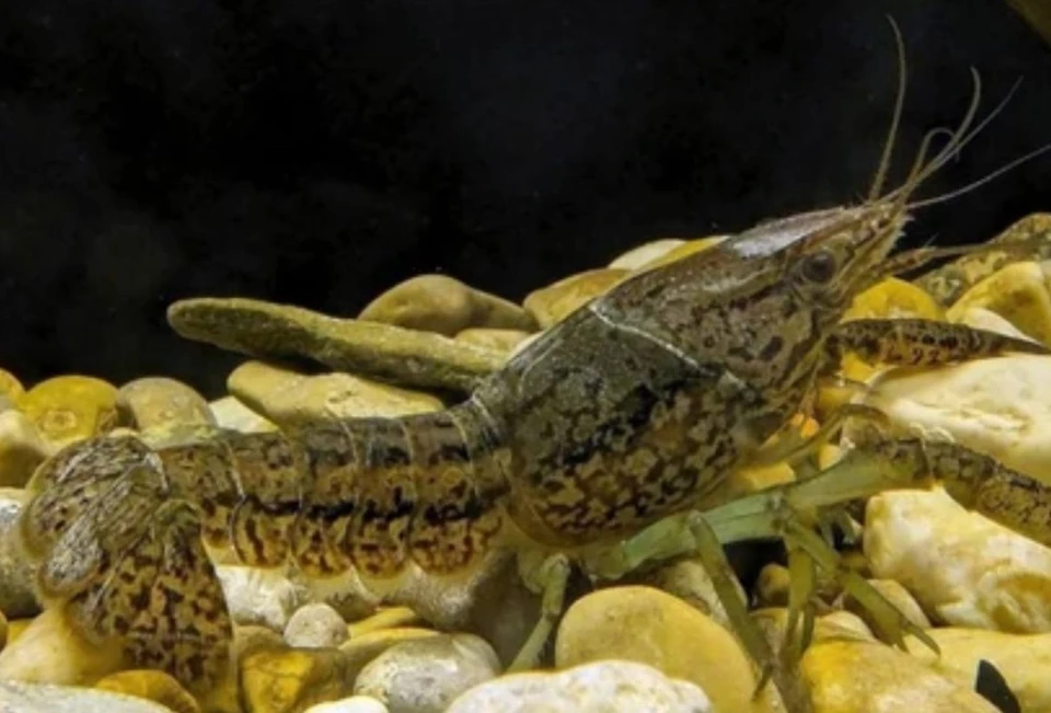 В Ростове может появиться мраморный рак. Фото: Институт проблем экологии и эволюции им. А.Н. Северцова РАН