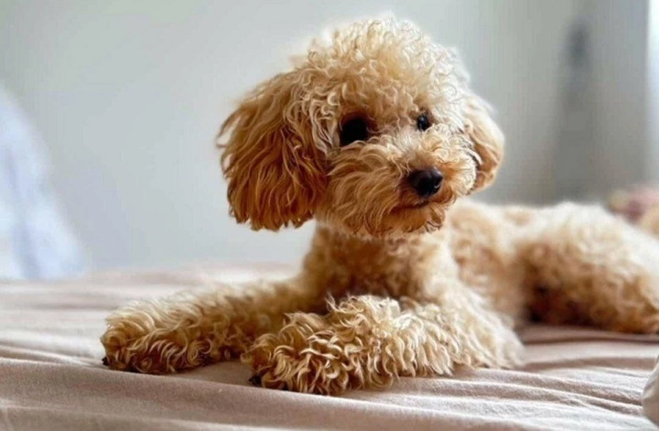 Роджера увезли за тысячу километров от дома, где он жил с хозяевами. Фото: личный архив