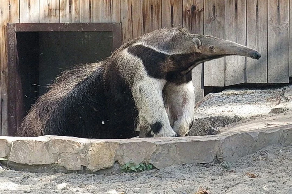 В Новосибирском зоопарке рассказали, что такие муравьеды в дикой природе живут всего 10-15 лет