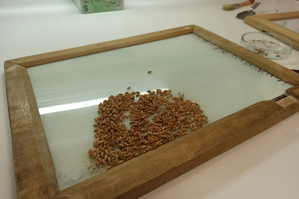 Качество тверской пшеницы подтверждено лабораторными исследованиями. Фото: ФГБУ "ВНИИЗЖ".