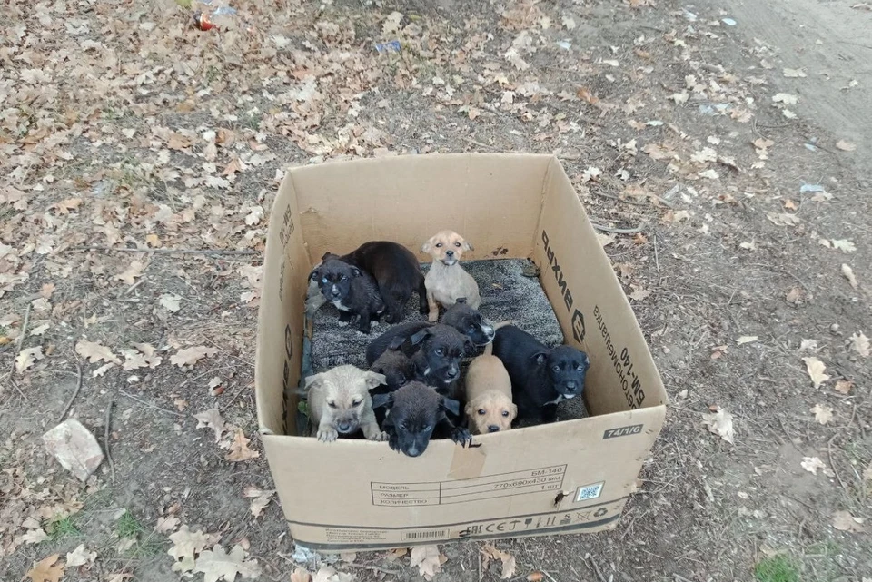 Щенят нашли в коробке в лесополосе. Фото предоставлено волонтером Еленой.
