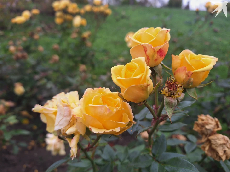 В середине ноября в Молдове цветут розы. Фото: "КП"