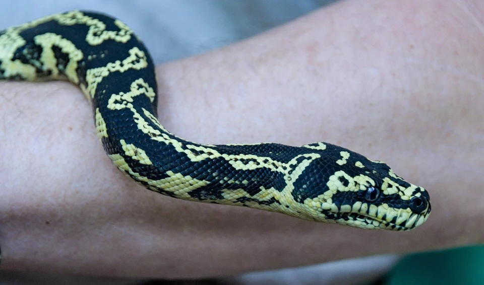 Юрист Черкасов: за содержание дома змей или крокодилов предусмотрен штраф