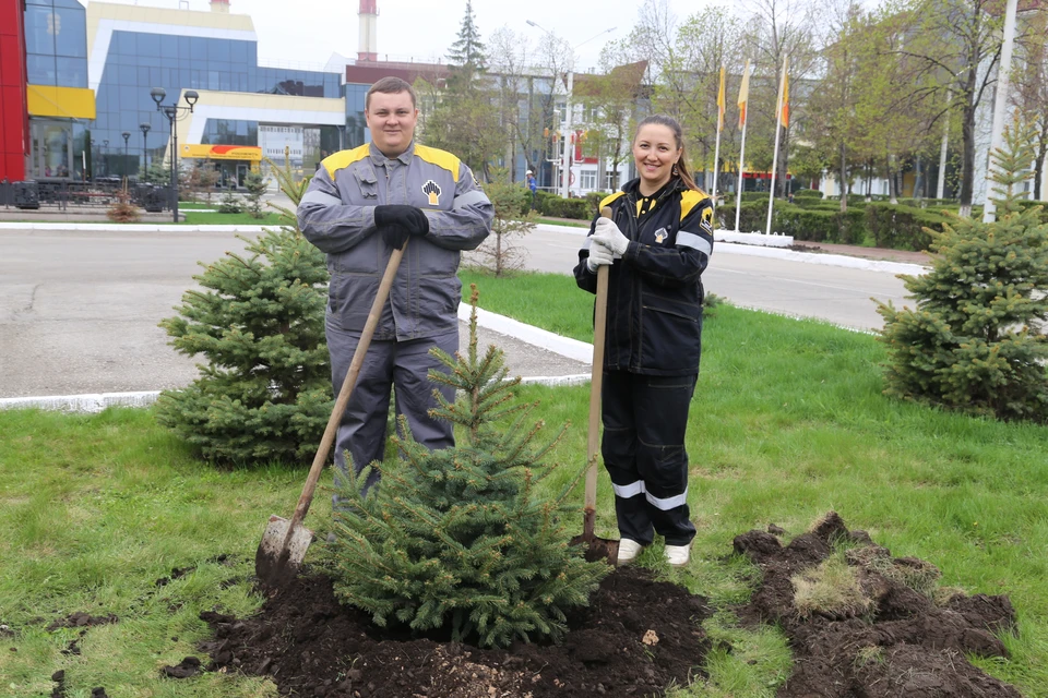 Вечнозеленые красавицы — «фирменное» дерево заводчан. Фото АО «КНПЗ»