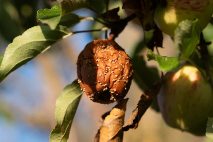 Болезни яблони: главные признаки и способы лечения