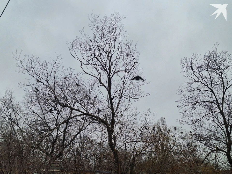 Вороны налетели – дело к зиме. Фото: КП