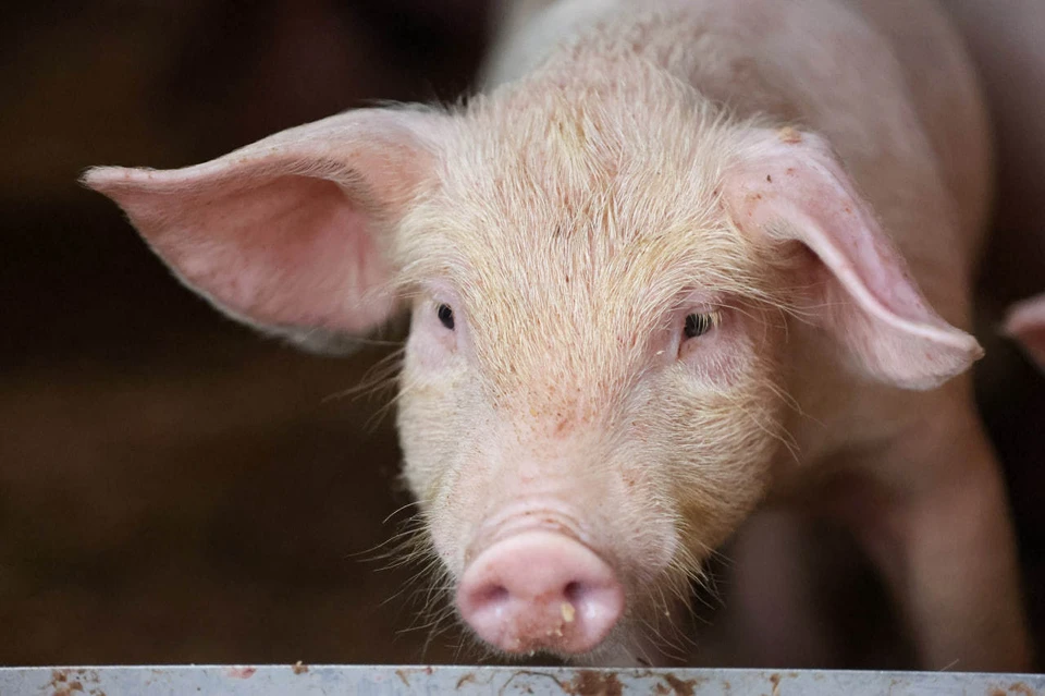 Поросенок предотвратил подрыв российских штурмовиков на мине в зоне СВО