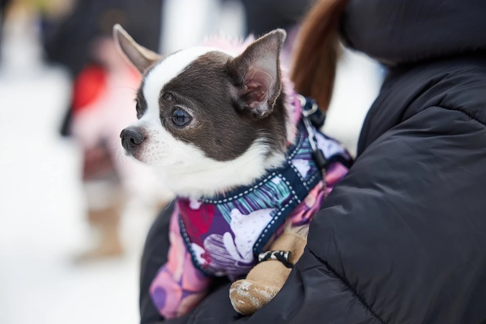 Перевела 26 тысяч рублей за щенка и осталась без денег жительница Магадана