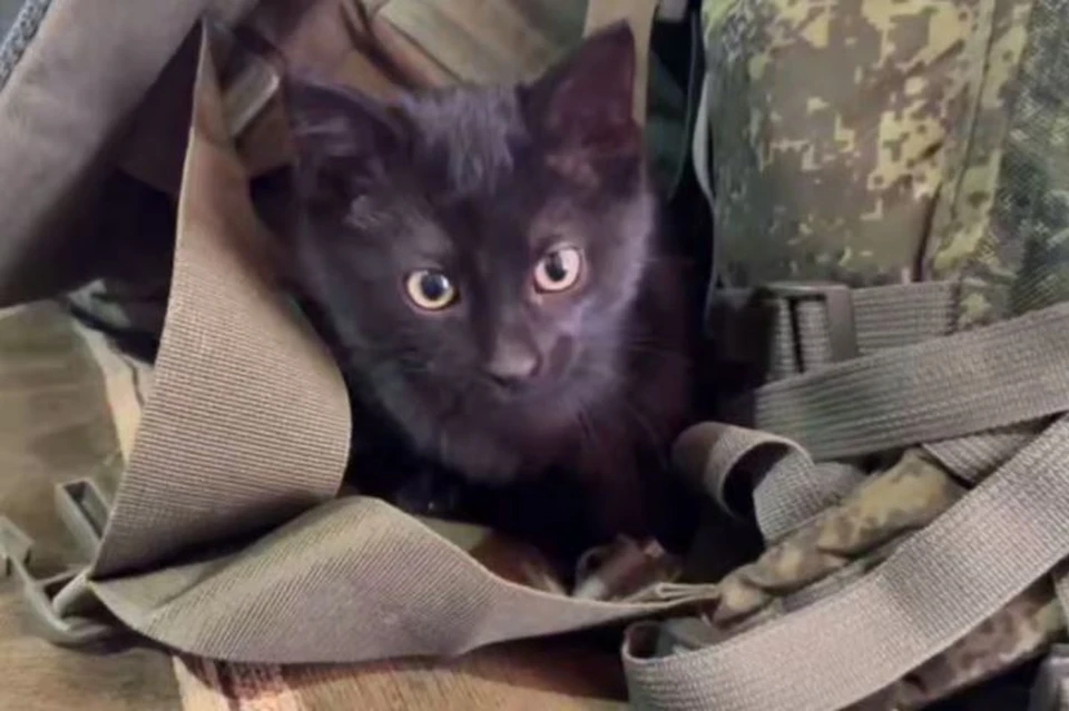 Военные приютили кошку и ее котят. Фото: кадр из видео крымского отделения "Народного фронта"