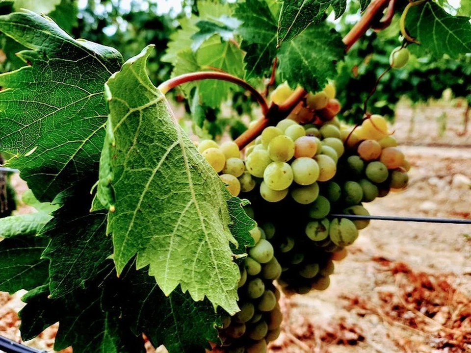 В 2026 году на посадку новых виноградников выделят 400 миллионов.