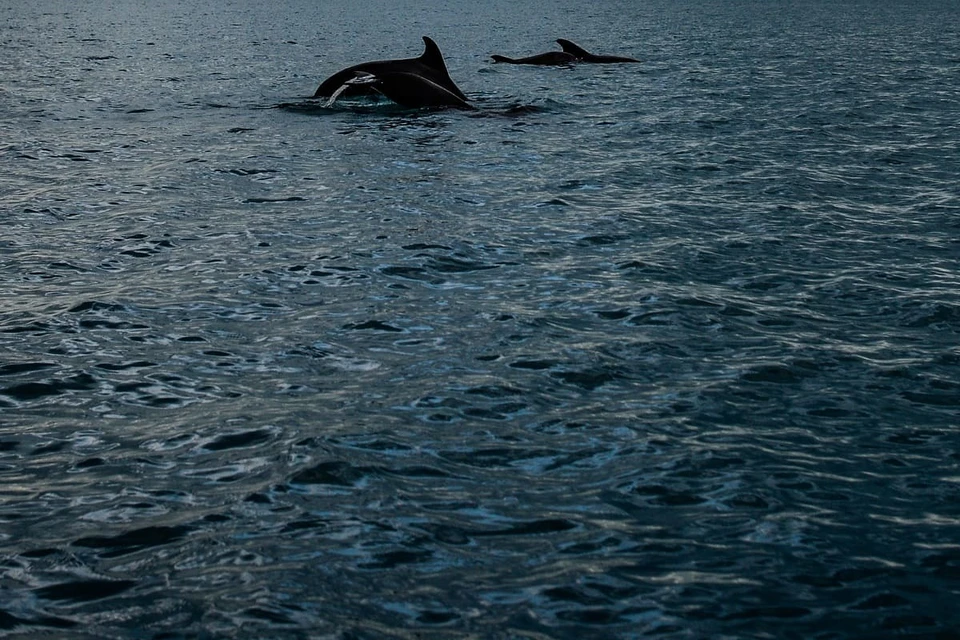 Жители Ростова и области стали замечать в акватории Дона необычных гостей — дельфинов.